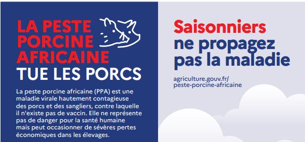 La peste porcine africaine tue les porcs. Saisonniers, ne propagez pas la madie